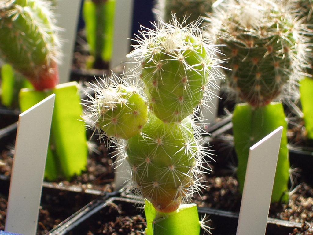 Eigene Echinopsis/Foto 3.jpg